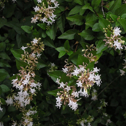 Abelia chinensis