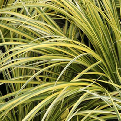 Acorus gramineus 'Ogon'