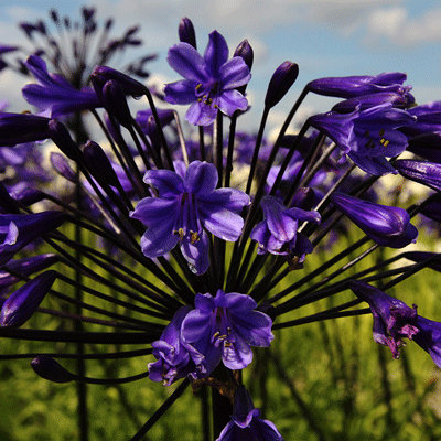 Agapanthus 'Black Buddhist'