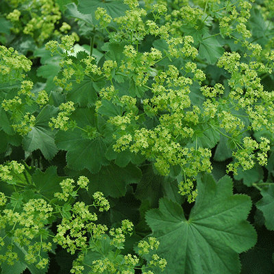 Alchemilla mollis 'Select'