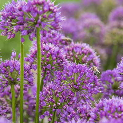 Allium 'Millennium'