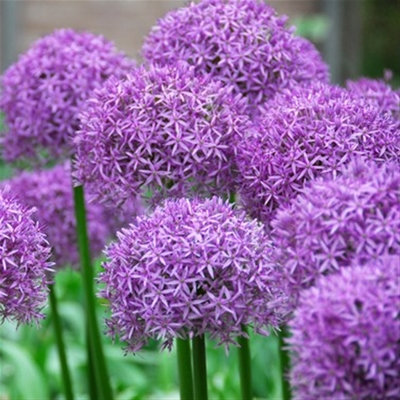 Allium aflatunense 'Purple Sensation'