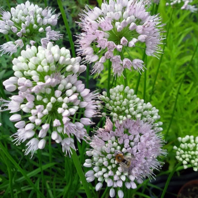 Allium 'Summer Beauty'