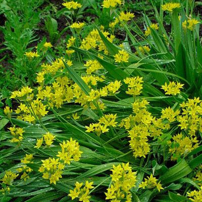 Allium moly 'Jeannine'