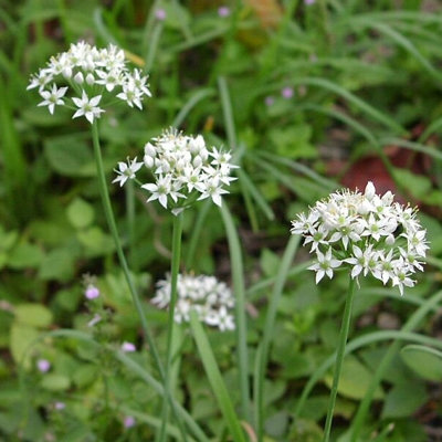 Allium tuberosum