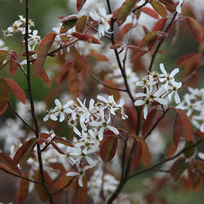 Amelanchier x lamarckii