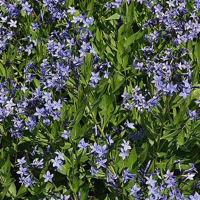 Amsonia 'Blue Ice'