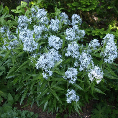 Amsonia illustris