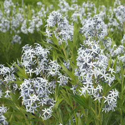 Amsonia tabernaemontana var. salicifolia