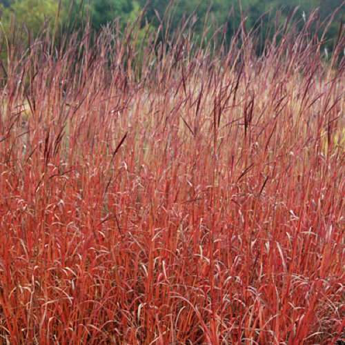 Andropogon gerardii