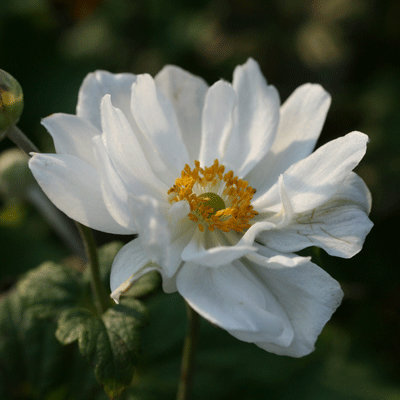Anemone 'Whirlwind'