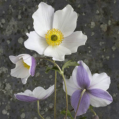Anemone 'Wild Swan'