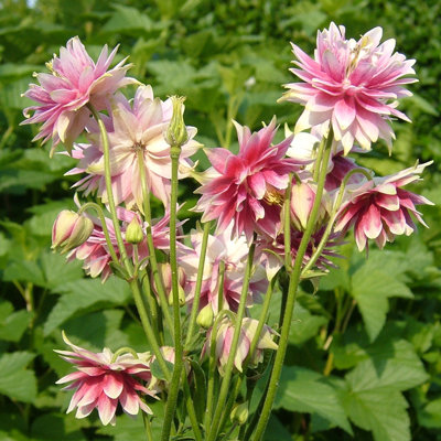 Aquilegia vulgaris 'Nora Barlow'