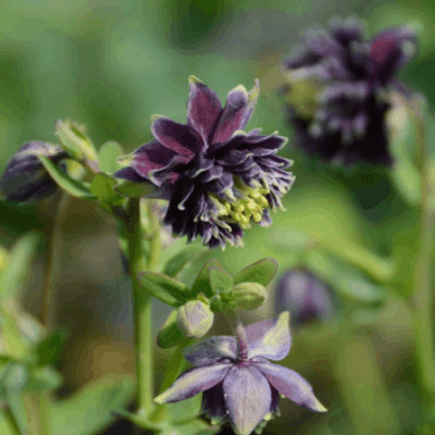 Aquilegia 'Christa Barlow'