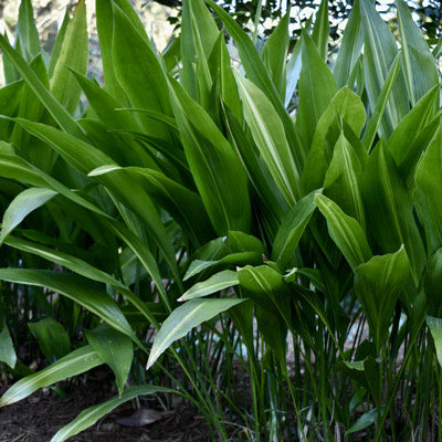 Aspidistra elatior
