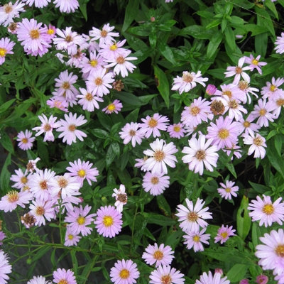 Aster 'Kylie'