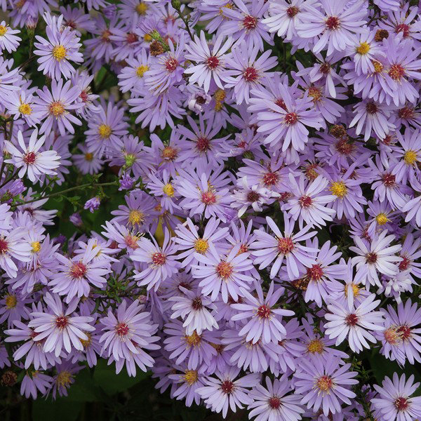 Aster cordifolius 'Little Carlow'