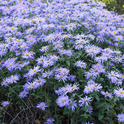 Aster frikartii 'Mönch'