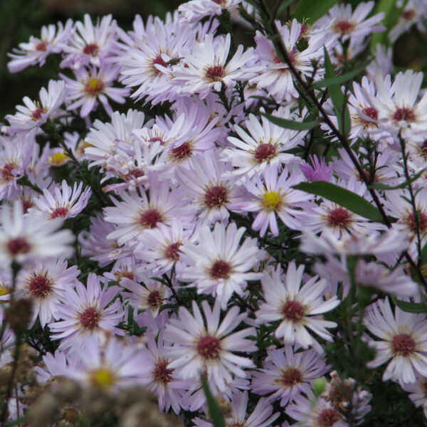 Aster 'Vasterival'