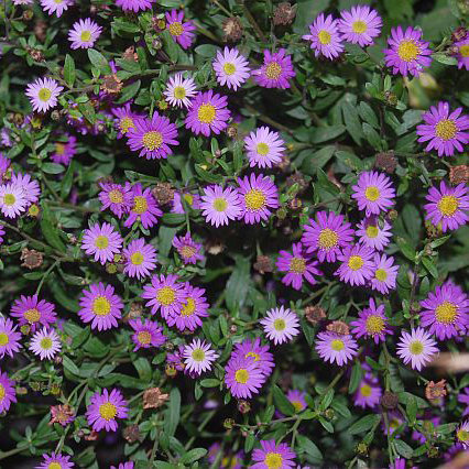 Aster ageratoides 'Ezo Murasaki'