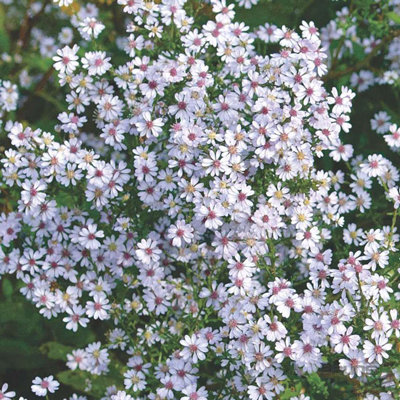 Aster cordifolius 'Ideal'