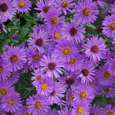 Aster dumosus 'Wood's Purple'