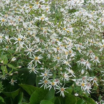 Aster divaricatus 'Tradescant'