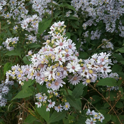 Aster drummondii