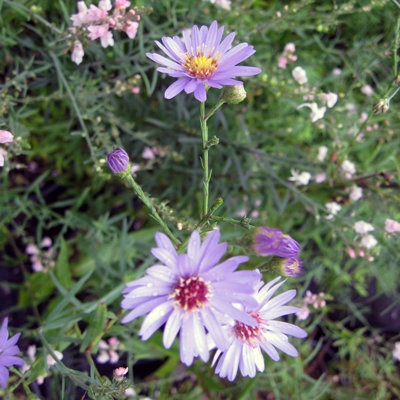 Aster laevis