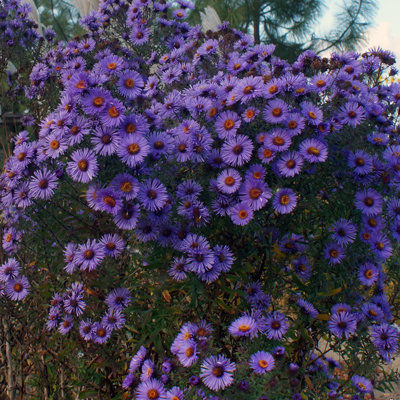 Aster novae angliae 'Guido en Gezelle'