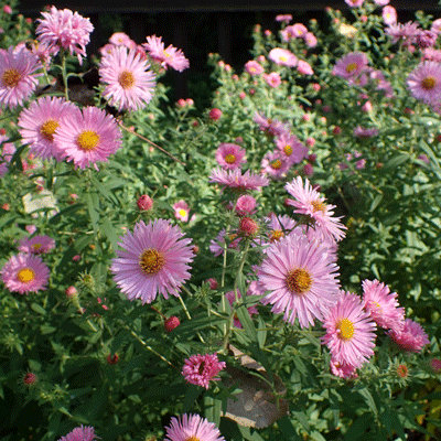 Aster novae angliae 'Harrington's Pink'
