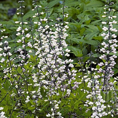Baptisia australis 'Alba'