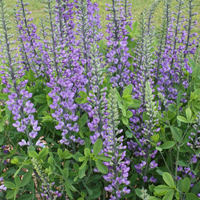 Baptisia 'Blue Towers'