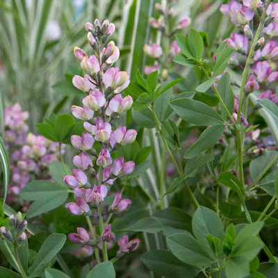 Baptisia 'Pink Truffles'