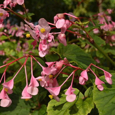 Begonia grandis subsp. evansiana