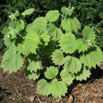 Bohemeria platanifolia