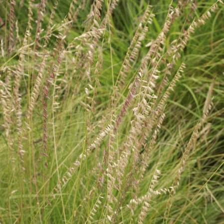 Bouteloua curtipendula