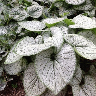 Brunnera macrophylla 'Silver Heart'