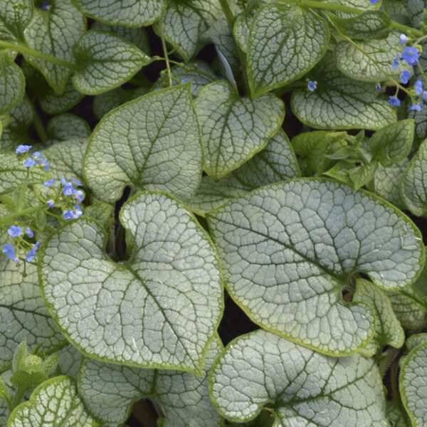 Brunnera macrophylla 'Sea Heart'