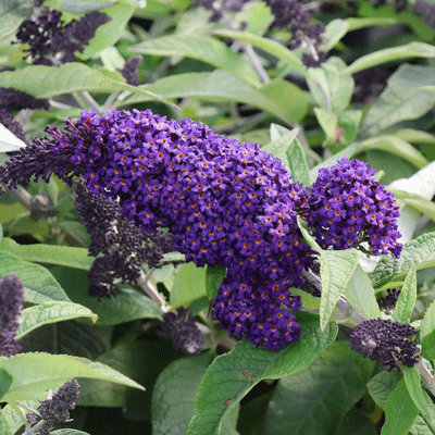 Buddleja 'Rocketstar Indigo'