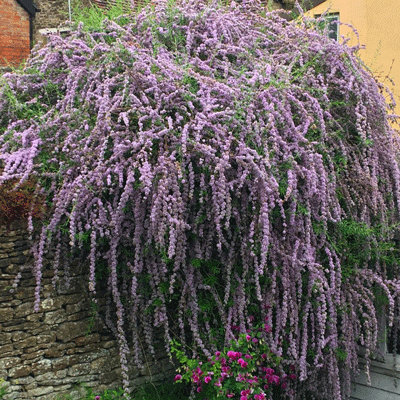 Buddleya alternifolia
