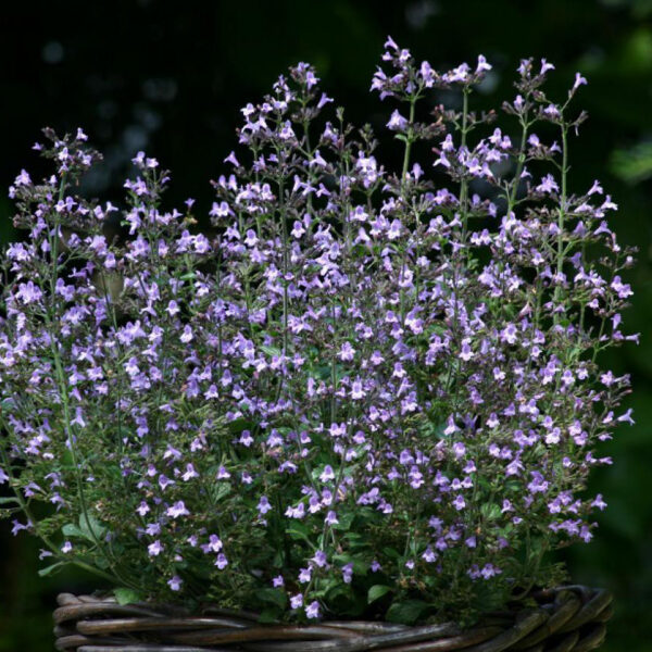 Calamintha 'Marvellette Blue'