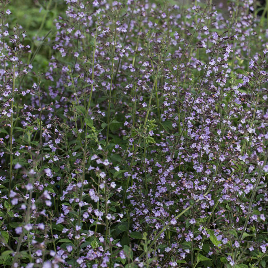 Kleinblütige Bergminze 'Blue Cloud' - Calamintha nepeta 'Blue Cl Calamintha nepeta 'Blue Cloud'