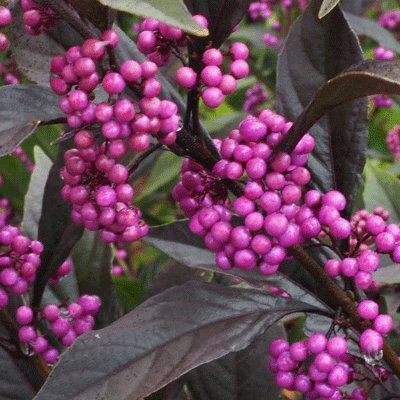 Callicarpa 'Pearl Glam'