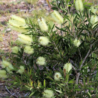 Callistemon pallidus
