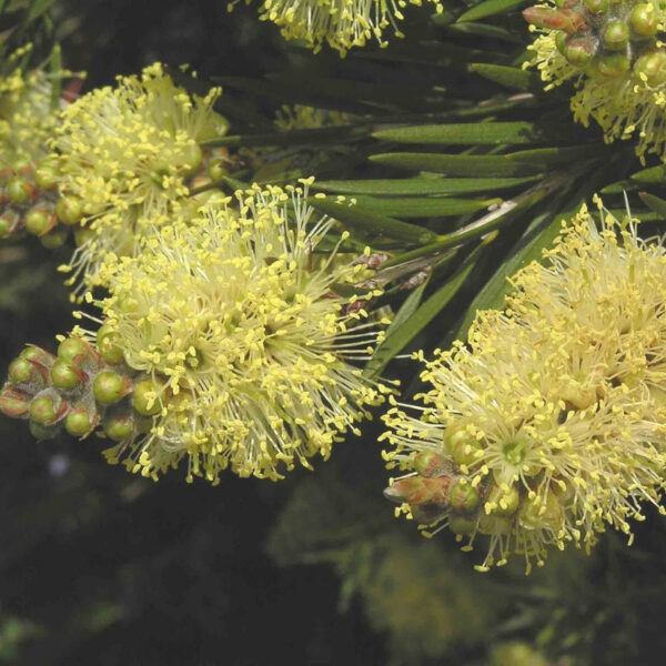 Callistemon pytioides
