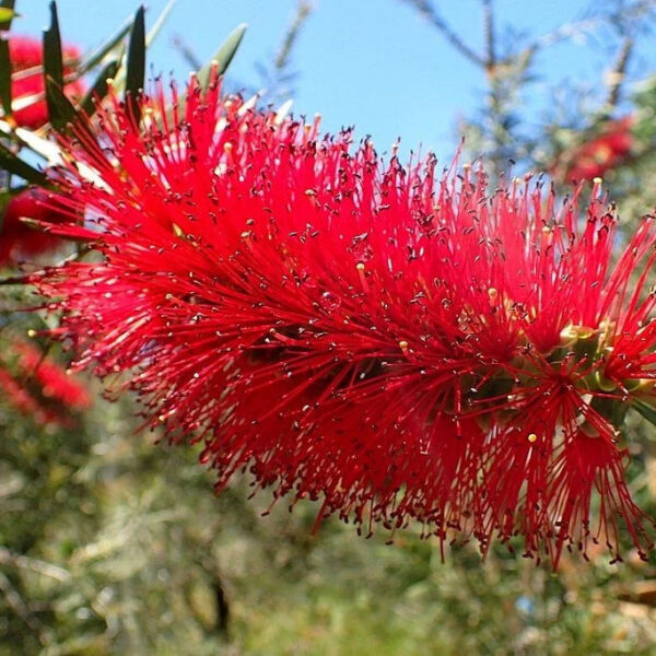 Callistemon rigidus