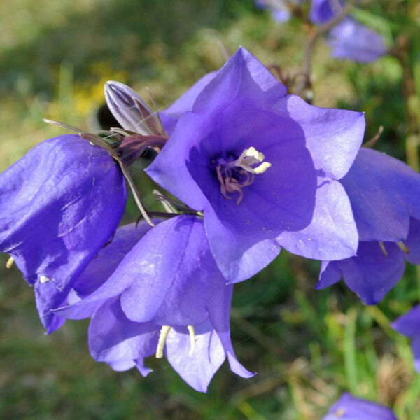 Campanula persicifolia 'Grandiflora'
