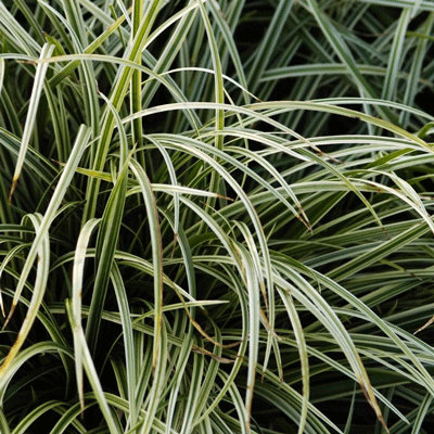 Carex 'Silver Sceptre'