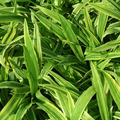Carex ciliatomarginata 'Shima Nishiki'